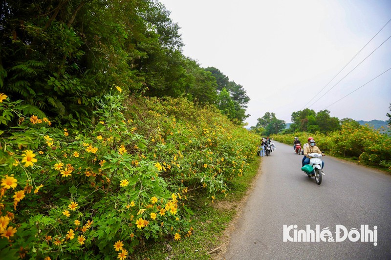 Gioi tre ru nhau di check-in voi hoa da quy tuyet dep tai Ba Vi