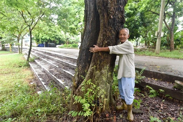 Cay sua hon 100 tuoi o HN: Gia 60 ty nhung khong ban-Hinh-2