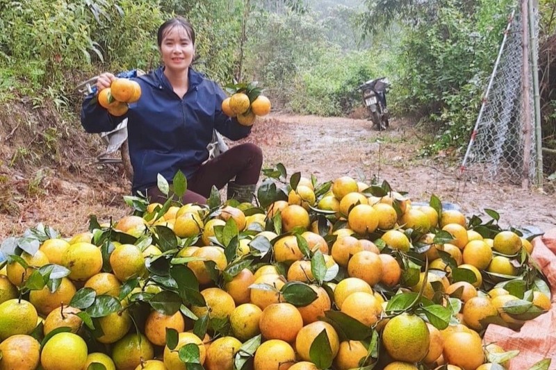 Thu phu cam Ha Tinh vao vu thu hoach, nong dan 