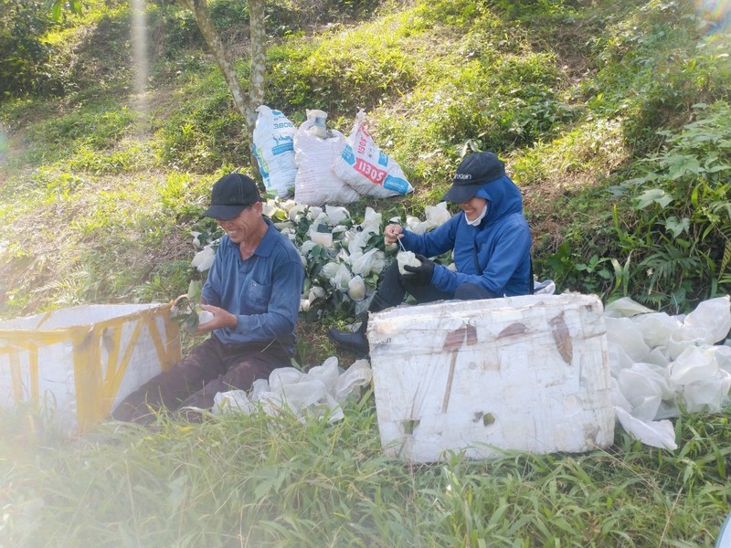 Thu phu cam Ha Tinh vao vu thu hoach, nong dan 