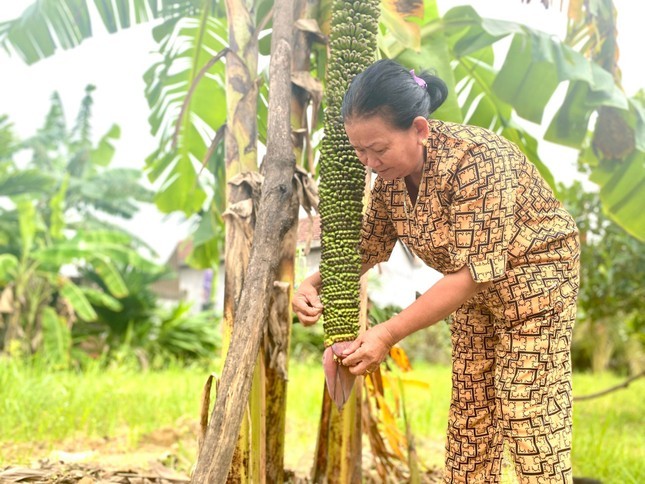 Buong chuoi khung o Quang Ngai 