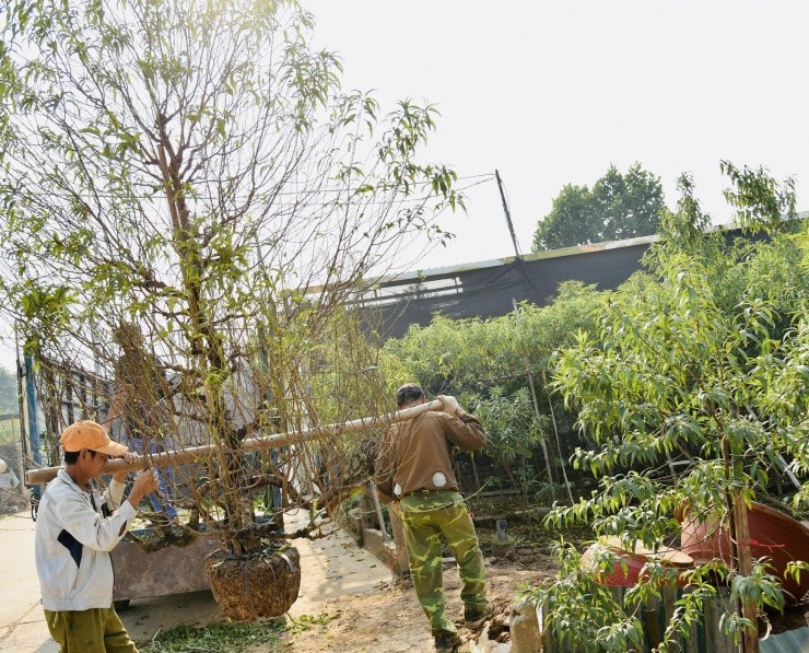 Ha Noi: Kiem bac trieu moi ngay tu viec di danh goc dao thue-Hinh-10