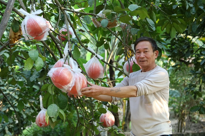 Nhieu nguoi dan Ha Noi co thu nhap cao tu trong mot loai qua