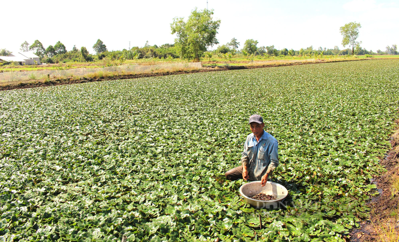 Nong dan trong thu cay ra qua goi la cu, cho lai gap doi