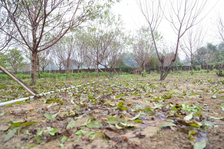 Nguoi trong dao phai tat bat 