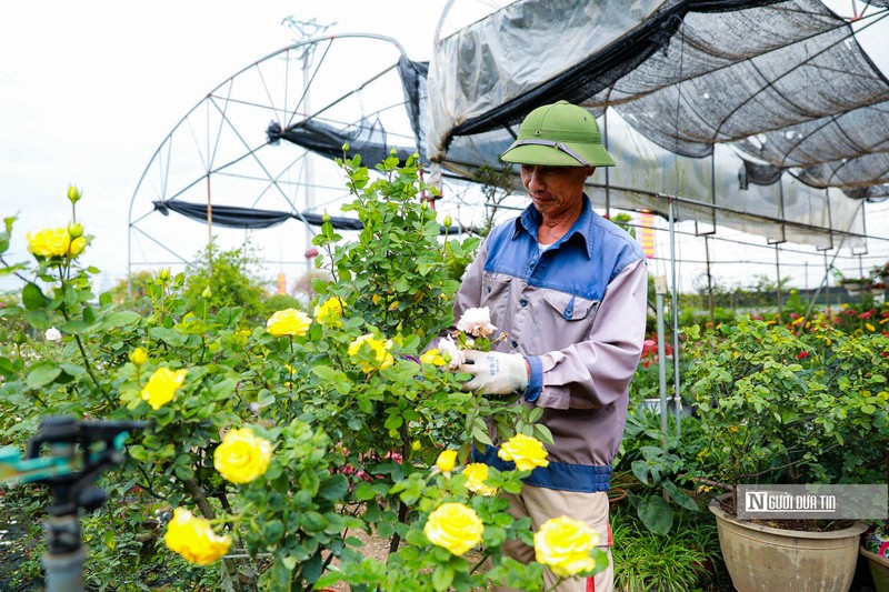 Ha Noi: Nguoi dan trong hoa Me Linh tat bat vao vu Tet-Hinh-11