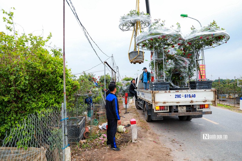 Ha Noi: Nguoi dan trong hoa Me Linh tat bat vao vu Tet-Hinh-12