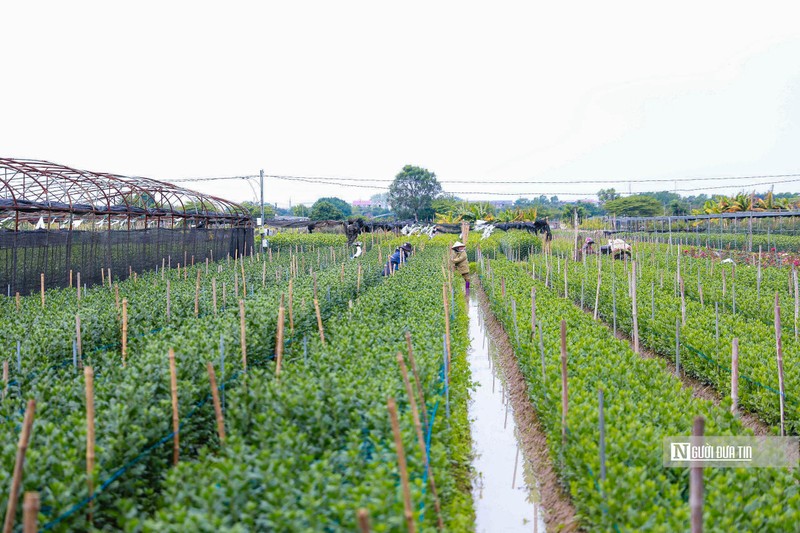 Ha Noi: Nguoi dan trong hoa Me Linh tat bat vao vu Tet-Hinh-2