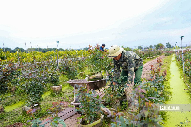 Ha Noi: Nguoi dan trong hoa Me Linh tat bat vao vu Tet-Hinh-4