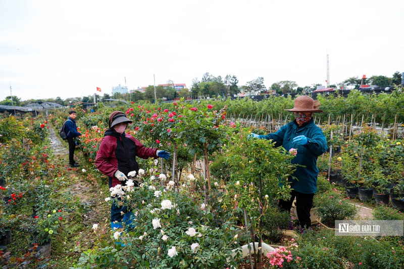 Ha Noi: Nguoi dan trong hoa Me Linh tat bat vao vu Tet-Hinh-5