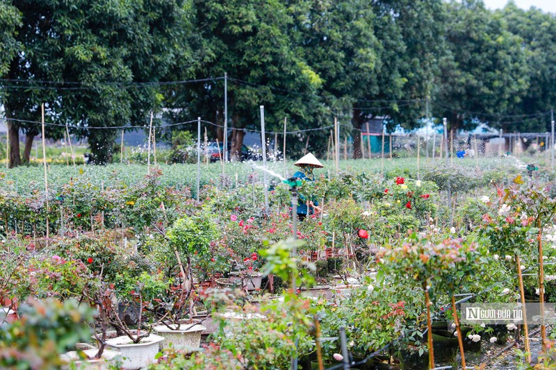 Ha Noi: Nguoi dan trong hoa Me Linh tat bat vao vu Tet-Hinh-6