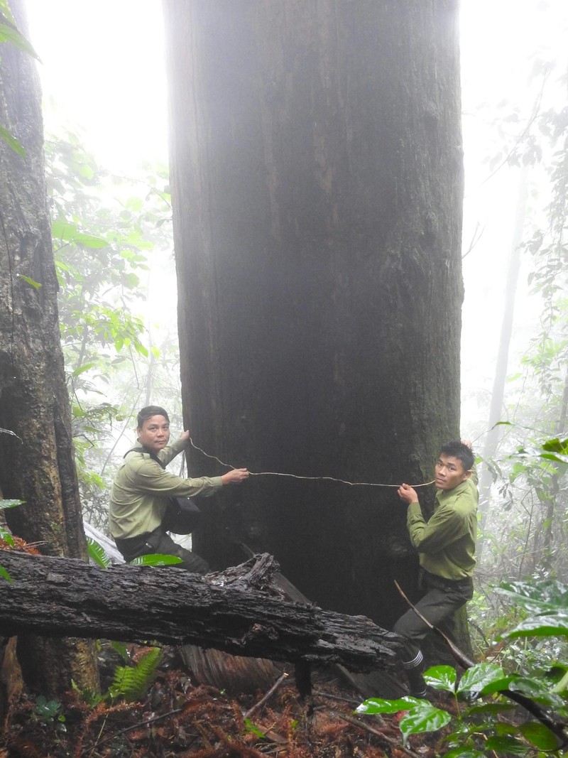 Ngam co thu Sa mu dau hon 2.000 tuoi trong loi rung gia-Hinh-13