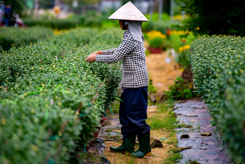 Lang hoa Duong Son tat bat vao vu Tet-Hinh-5