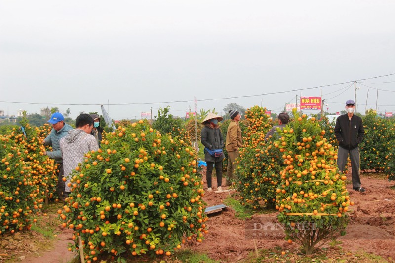 Quat tet  tang gia, lang trong o Nam Dinh duoc vu-Hinh-3