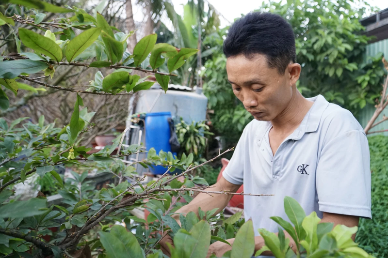 Suc mua yeu, chu vuon khong du tien thue nguoi lat la mai Tet-Hinh-8