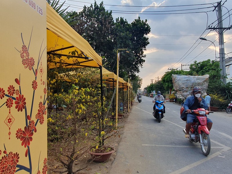 View - 	Chợ hoa mai vàng lớn nhất Sài Gòn tấp nập