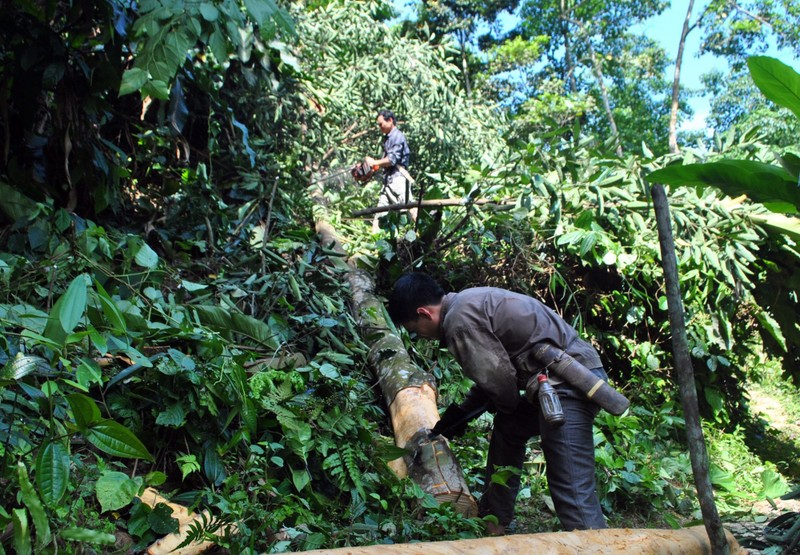 Khat vong doi doi cung cay “dac san” tren dat Que Phong