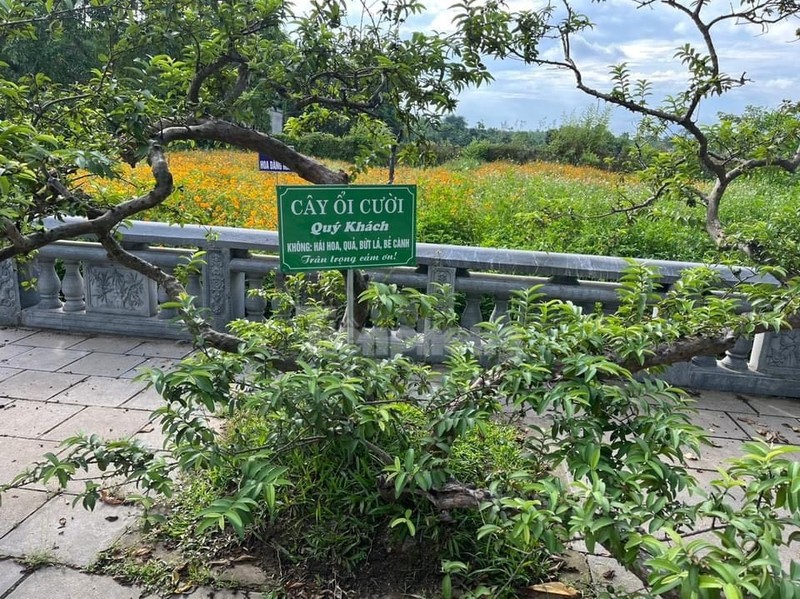 Cay oi 'biet cuoi' gay to mo o Yen Bai-Hinh-6