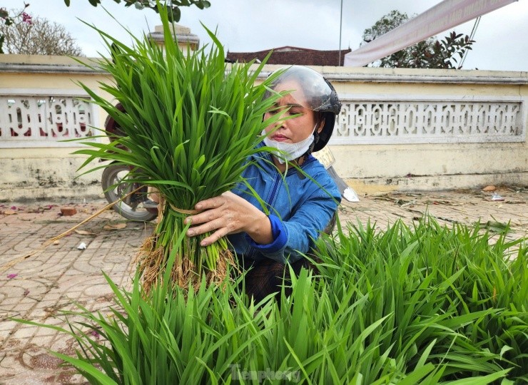 Doc la phien cho ban ma non mot nam hop vai ngay o Nghe An-Hinh-13