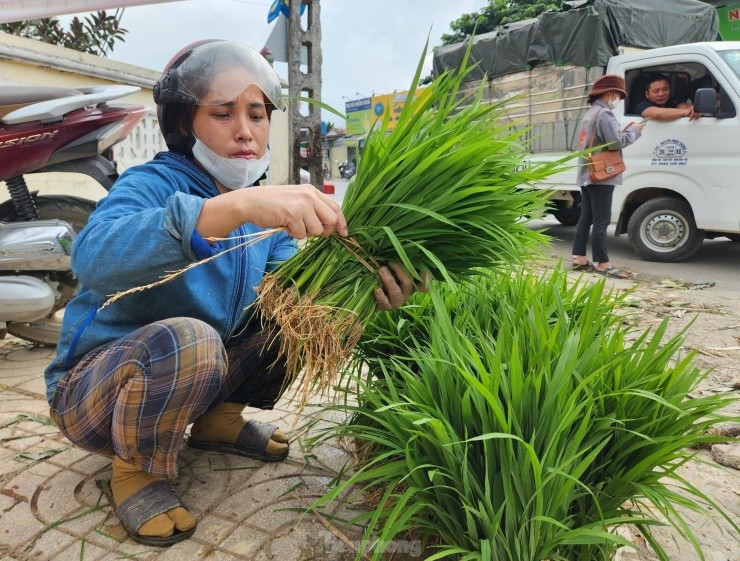 Doc la phien cho ban ma non mot nam hop vai ngay o Nghe An-Hinh-14