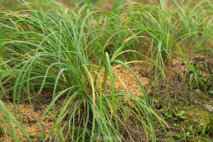 Nguoi dan hoi ha thu hoach 