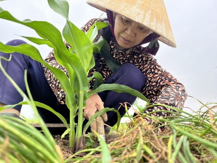 Nguoi dan hoi ha thu hoach 