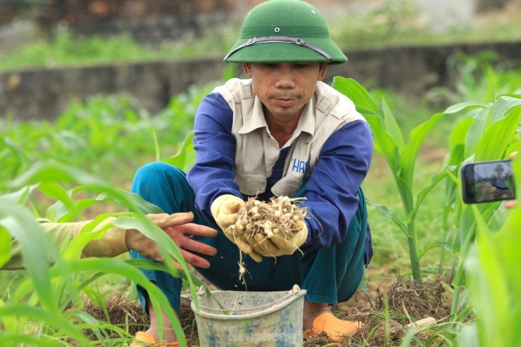 Nguoi dan hoi ha thu hoach 