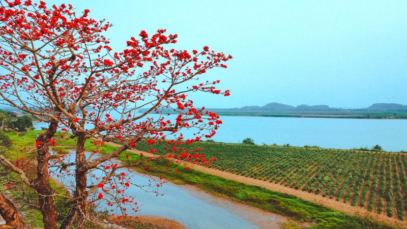 Nhung chum hoa gao do ruc vung que xu Nghe dep den nao long-Hinh-4