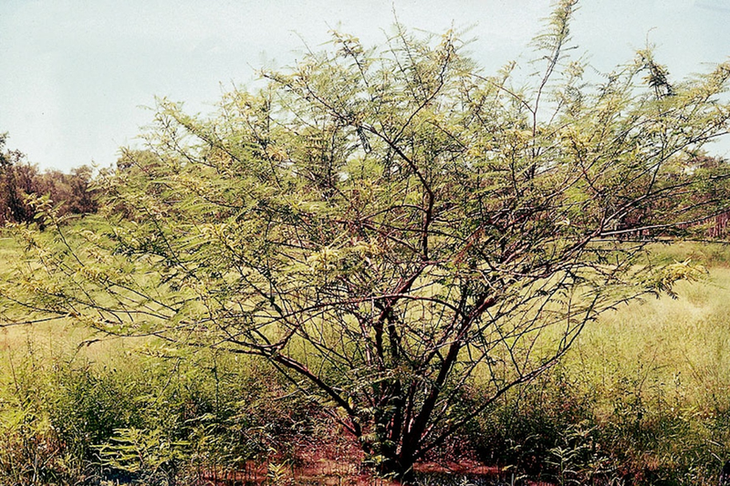 Loai cay doc gay chet nguoi trong Sach do IUCN-Hinh-7