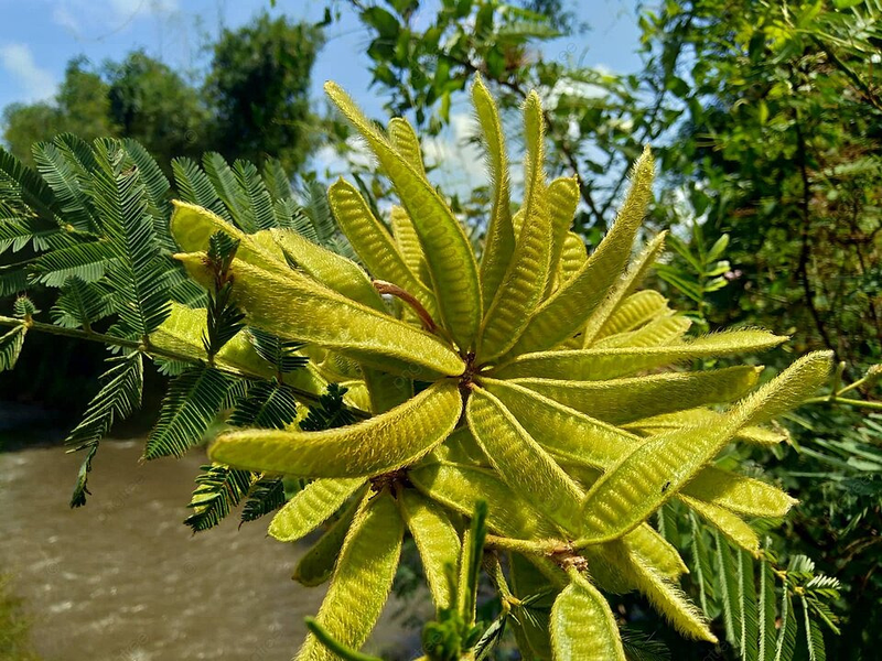 Loai cay doc gay chet nguoi trong Sach do IUCN