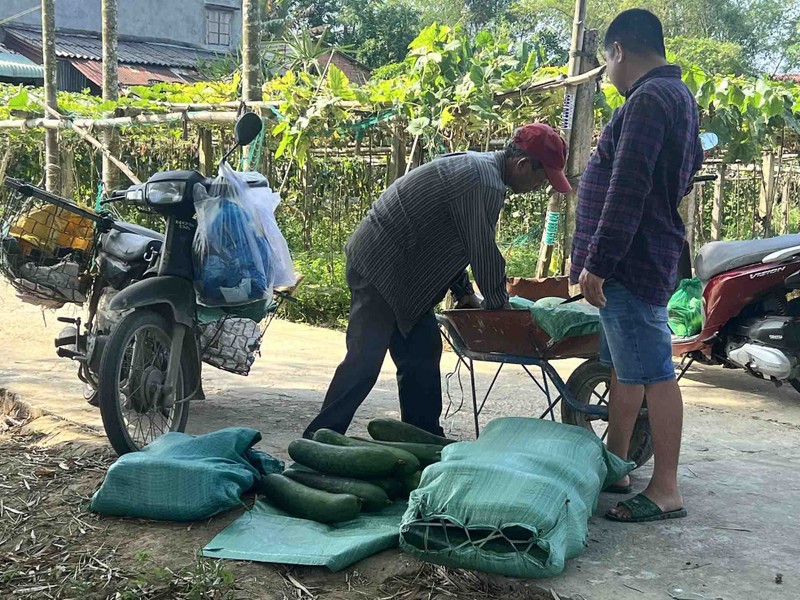 Nong dan Quang Nam lao dao voi bi dao-Hinh-5