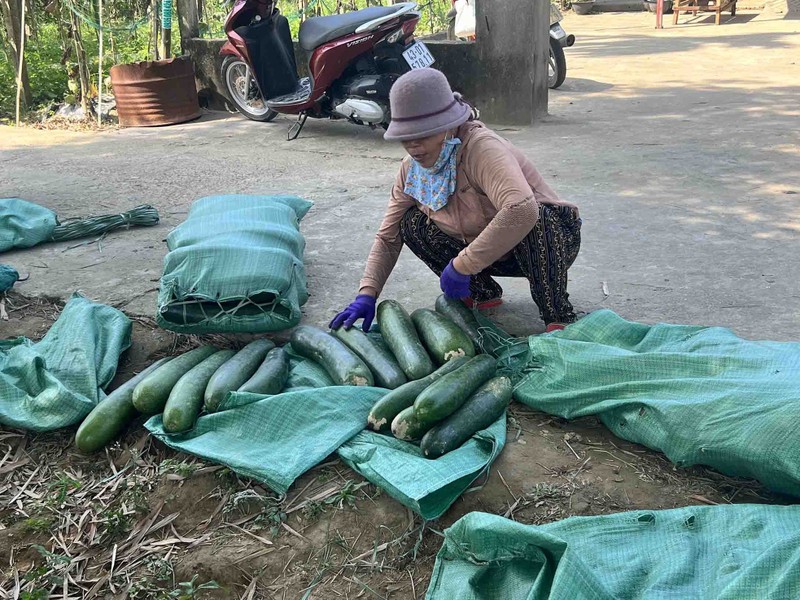 Nong dan Quang Nam lao dao voi bi dao-Hinh-9