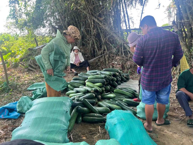 Nong dan Quang Nam lao dao voi bi dao