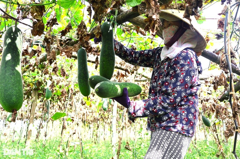 Bi dao xanh 1.000 dong/kg, thuong lai it mua, nong dan lo nang