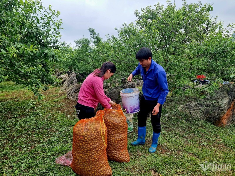 Nong dan khoc rong vi man rung sau mua da, gia sut 60 lan