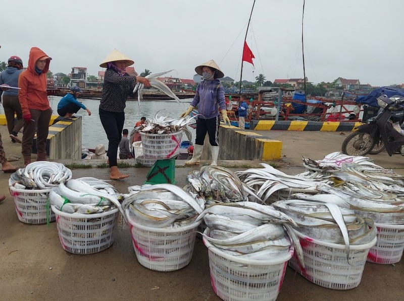 San luong danh bat ky luc, ngu dan Quang Binh thu 50 trieu/thang-Hinh-3