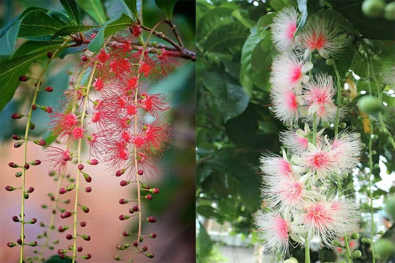 Dat 3 cay nay ke nhau trong nha, phong thuy vung vang, giau co-Hinh-13