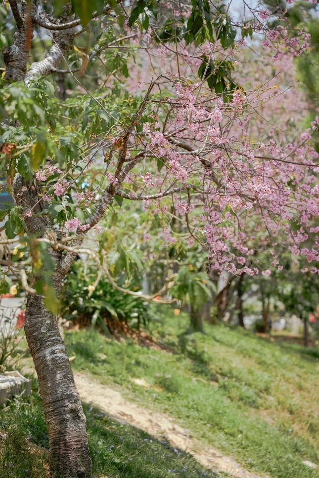 Ky la hoa mai anh dao ruc ro no trai mua o Da Lat-Hinh-2