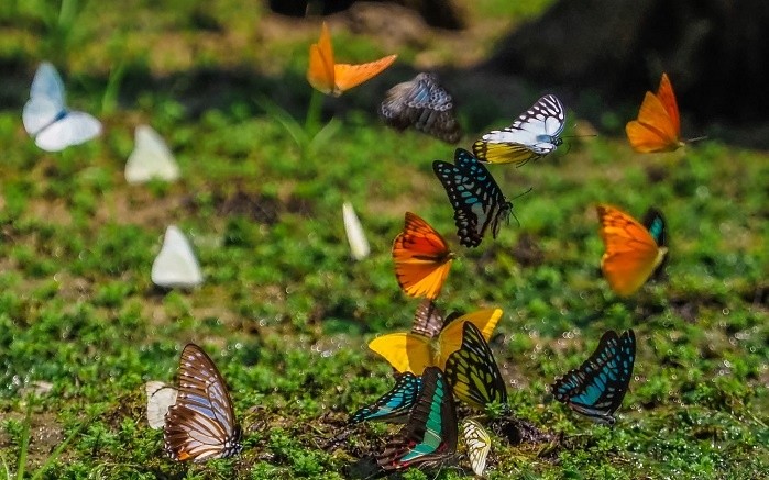 View - 	Rừng Cúc Phương vào mùa đẹp nhất bướm bay rợp trời