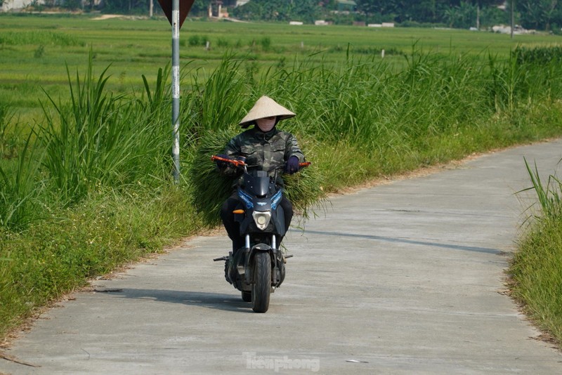 Nong dan vat va muu sinh giua nang nong dinh diem-Hinh-7