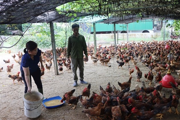 Ca lang o Ha Tinh nuoi ga chay tren cat, thu lai cao