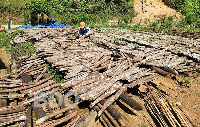 Cay thom phuc dan mot xa o Binh Dinh trong boc vo ban