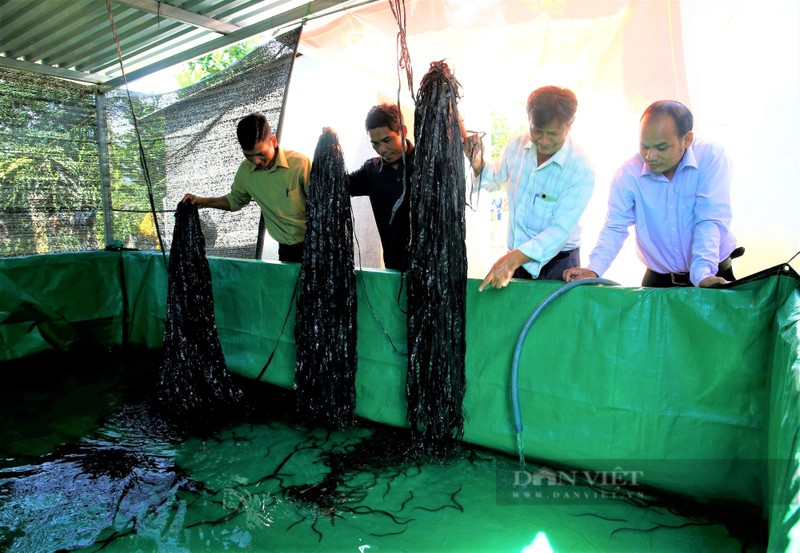 O Kon Tum, dan nuoi luon day dac, ban thu tien quanh nam