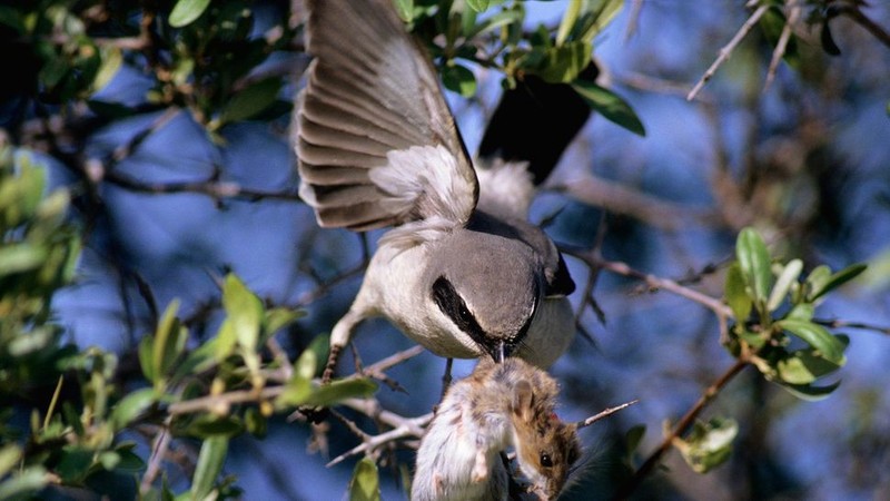 Loggerhead shrike, loai chim 'do te' tan bao-Hinh-2