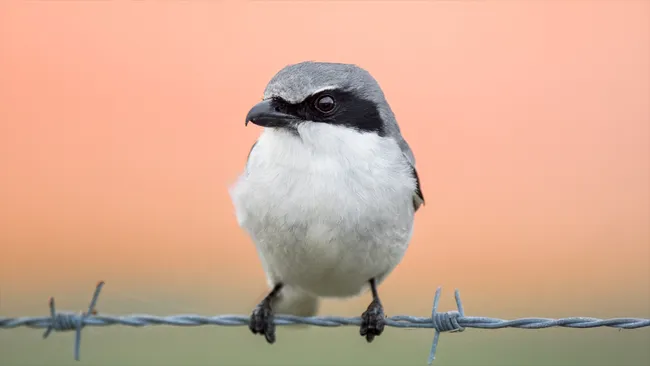 Loggerhead shrike, loai chim 'do te' tan bao