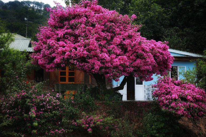 Ngam cay hoa giay dep sieu thuc o Da Lat-Hinh-4