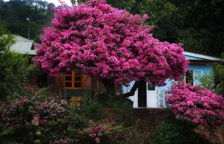 Ngam cay hoa giay dep sieu thuc o Da Lat-Hinh-7