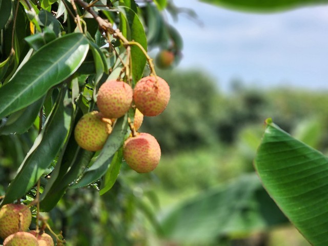 Vai thieu chin som ban tai vuon gia gap doi nam ngoai