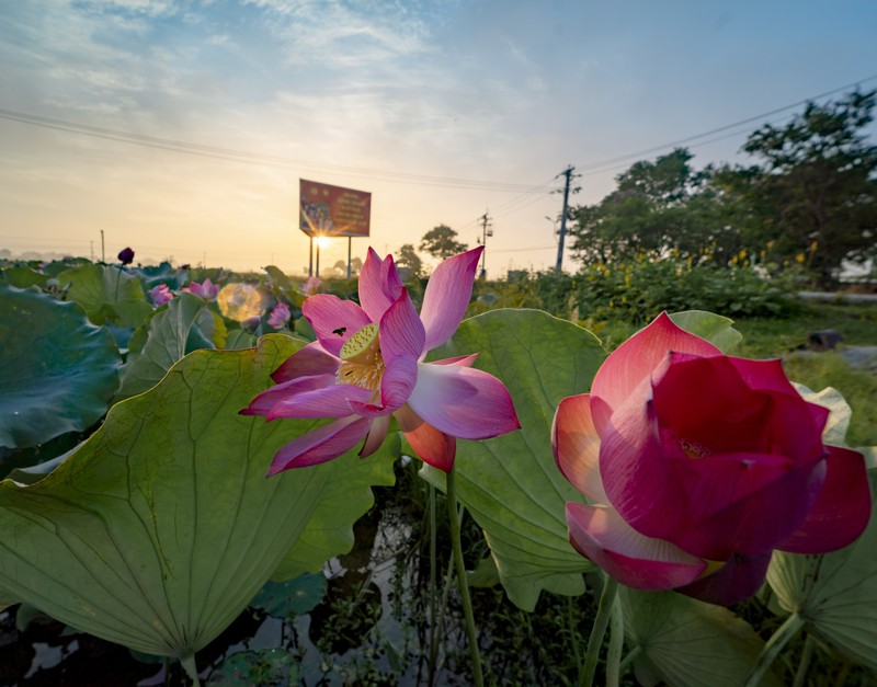 Thieu nu xu Hue tao dang cung hoa sen mua ha dep nao long-Hinh-3