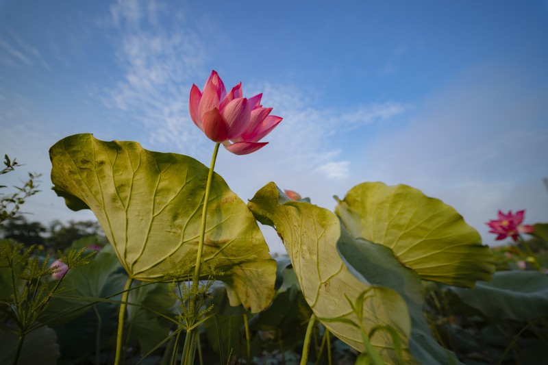 Thieu nu xu Hue tao dang cung hoa sen mua ha dep nao long-Hinh-5